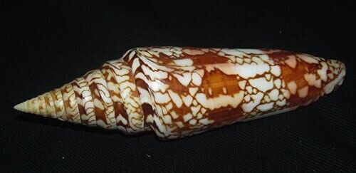 143 mm RARE LARGE Conus Milneedwardsi Cone Seashell GREAT PATTERN #AB4