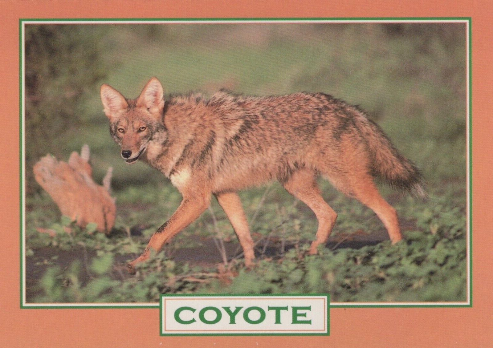 Desert Cayote Prairie Wolf 4x6 Postcard