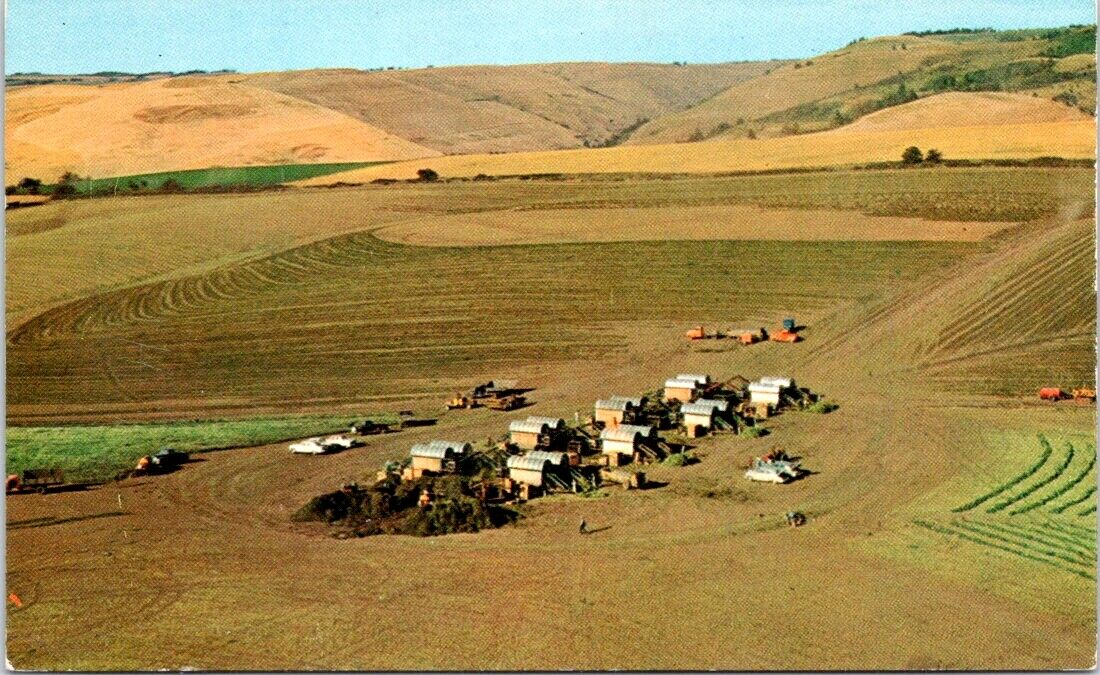 1965, FARMING, Pea Harvest, WALLA WALLA, Washington Postcard - Colourpicture