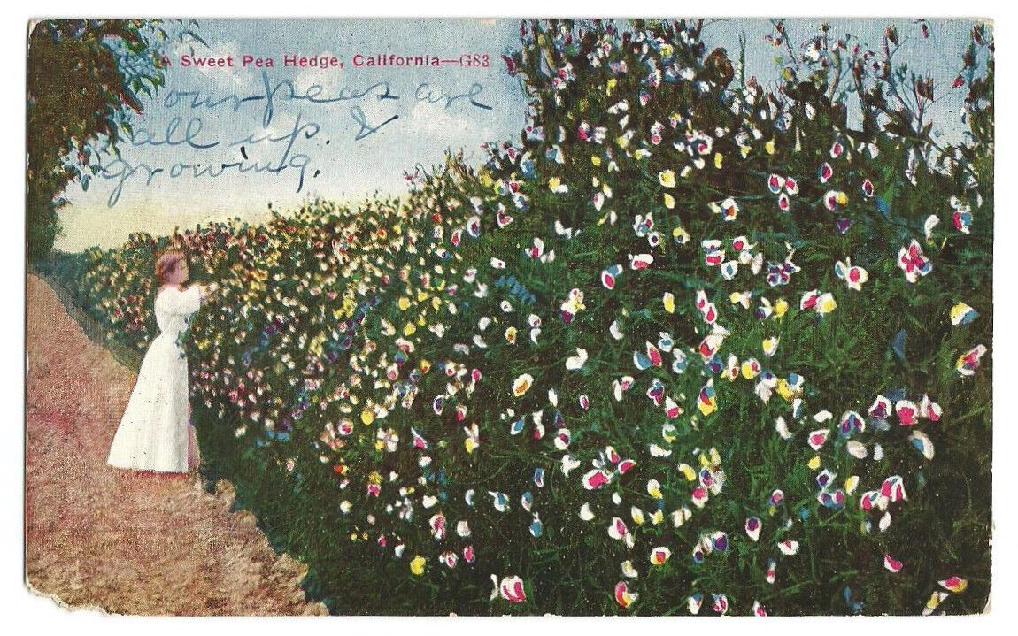 Sweet Pea Flowers CA Postcard California  c1910
