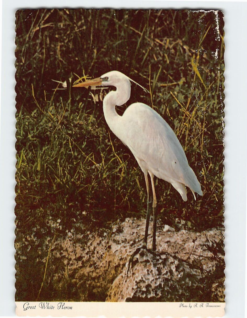 Postcard Great White Heron