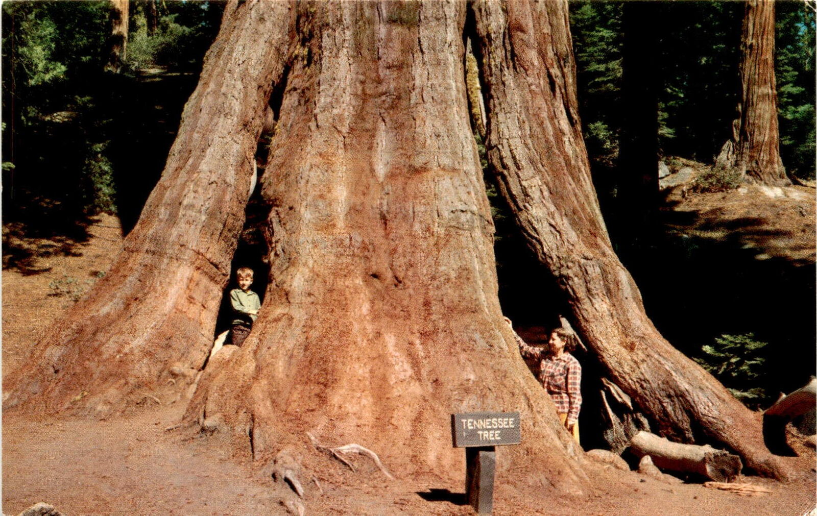 Tennessee Tree General Grant Grove Kings Canyon National Park Postcard