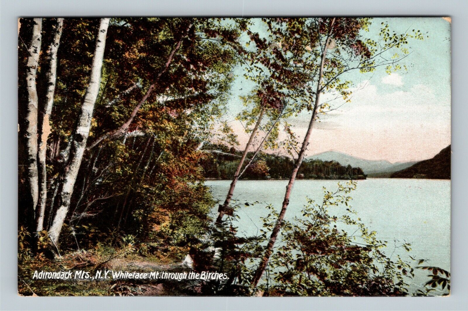 Adirondack Mtns NY Whiteface Mountain Birch Tree New York c1910 Vintage Postcard