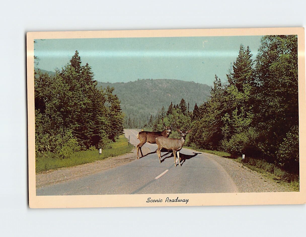 Postcard Two Deers Crossing the Road Scenic Roadway