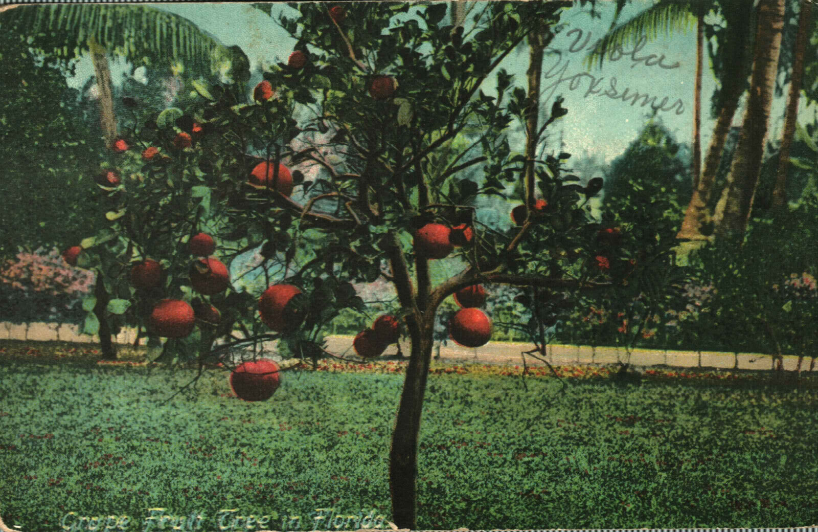 Postcard Grape Fruit Tree FL Florida