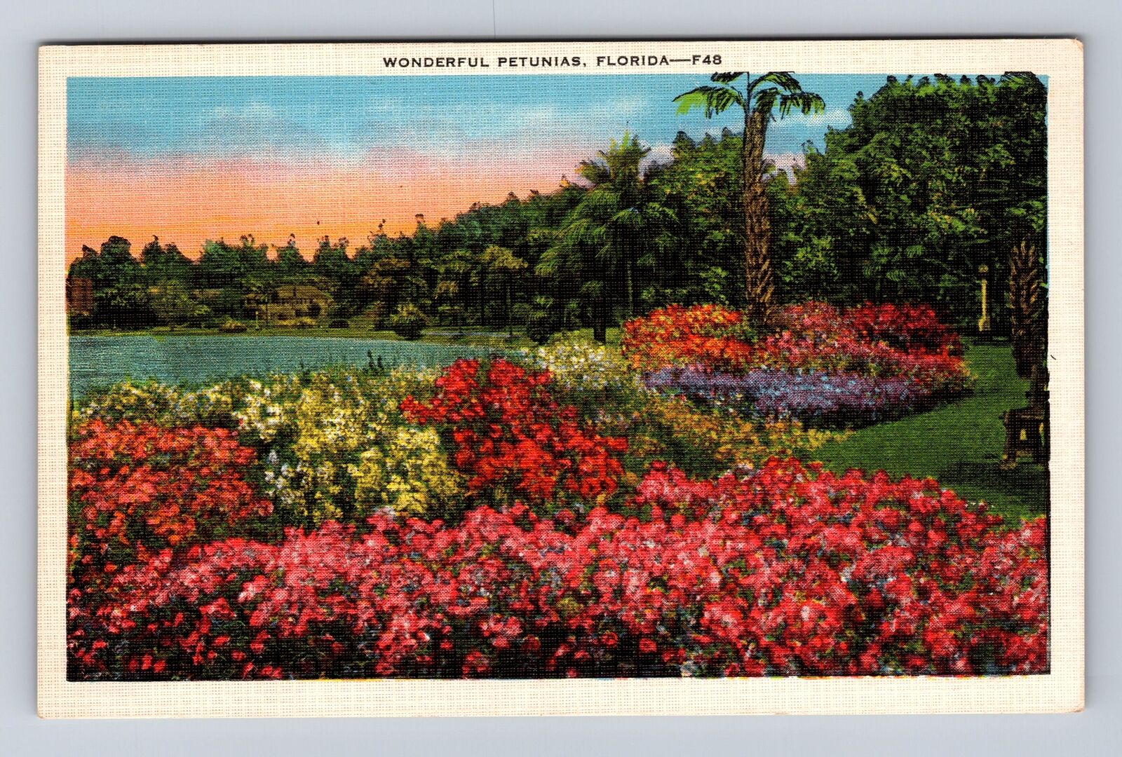 FL-Florida, Wonderful Petunias in Florida Setting, Vintage Souvenir Postcard