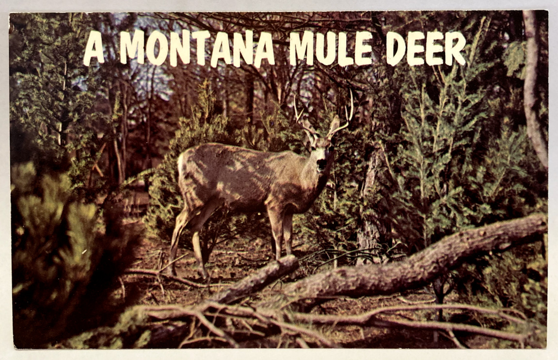 A Montana Mule Deer, Stag, Wildlife, Animals, Vintage Postcard
