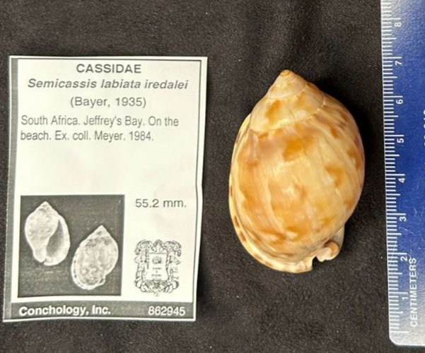 CASSIDAE  Semicassis labiata iredalei 55.2mm Jeffrey's Bay, S. Africa 1984