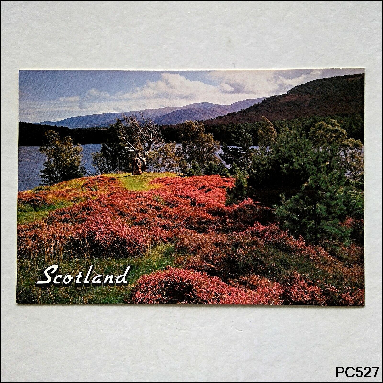 Calluna Vulgaris Scotland Postcard (P527)
