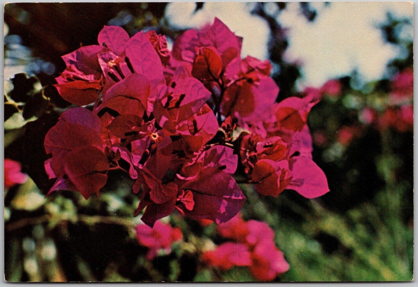 Postcard: Bougainvillaea - Showy Ornamental Vine of the Tropics A179