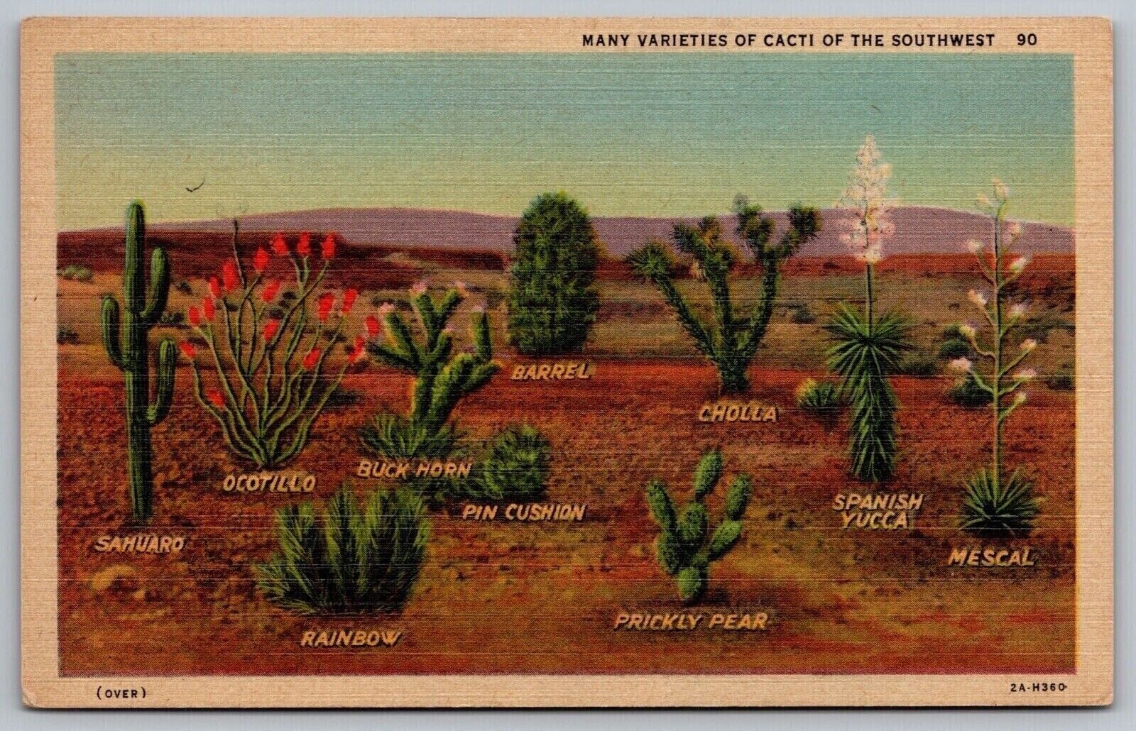 Southwest Cacti Ocotillo Buck Horn Barrel Cholla Spanish Yucca Mescal Postcard