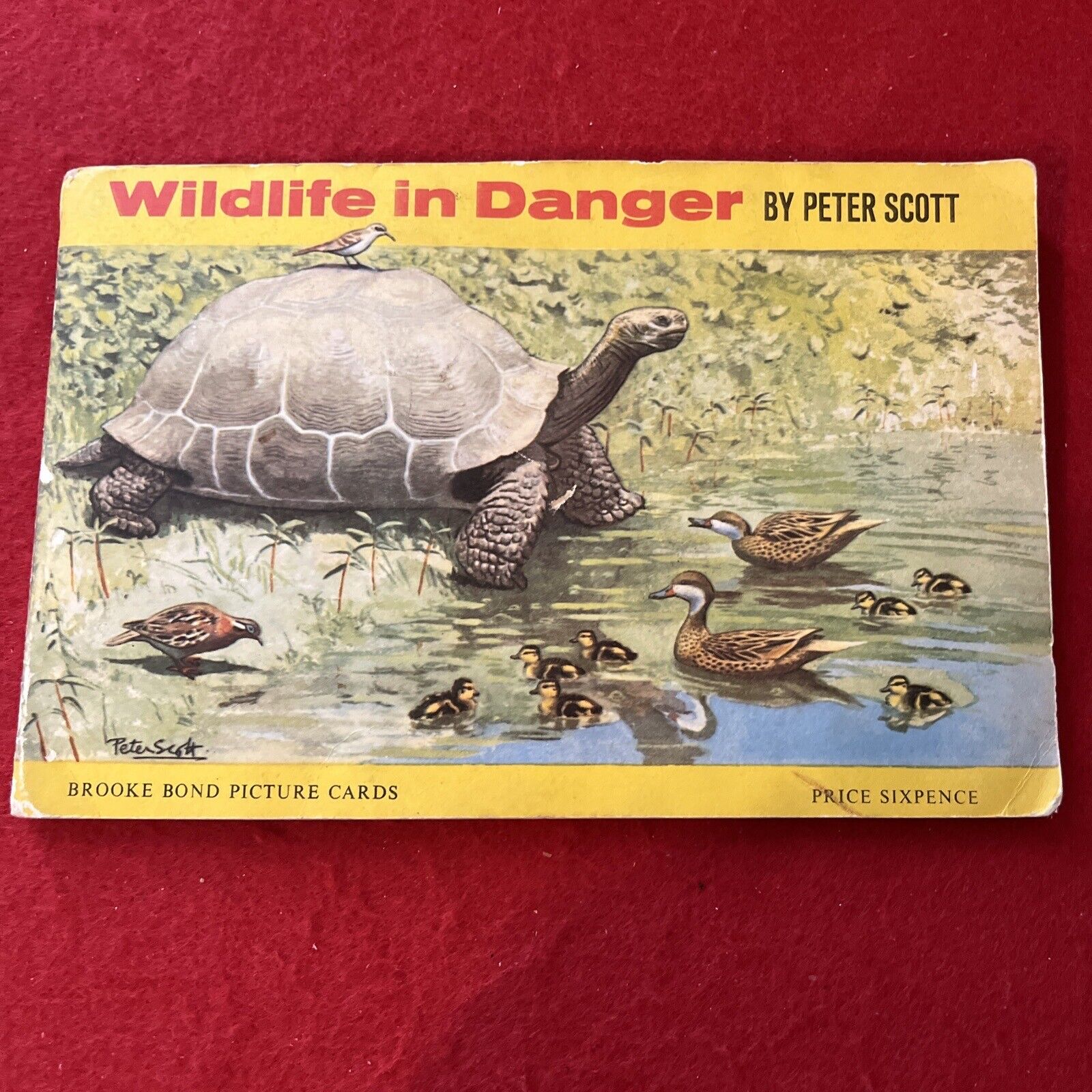 1963 Brooke Bond Tea Wildlife In Danger Tobacco Era Tea Card Album w/ 50 Cards