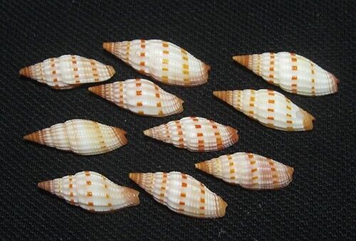 20-23 mm 10 Pcs Vexillum Sanguisugum Seashell Phuket Thailand GREAT PATTERN
