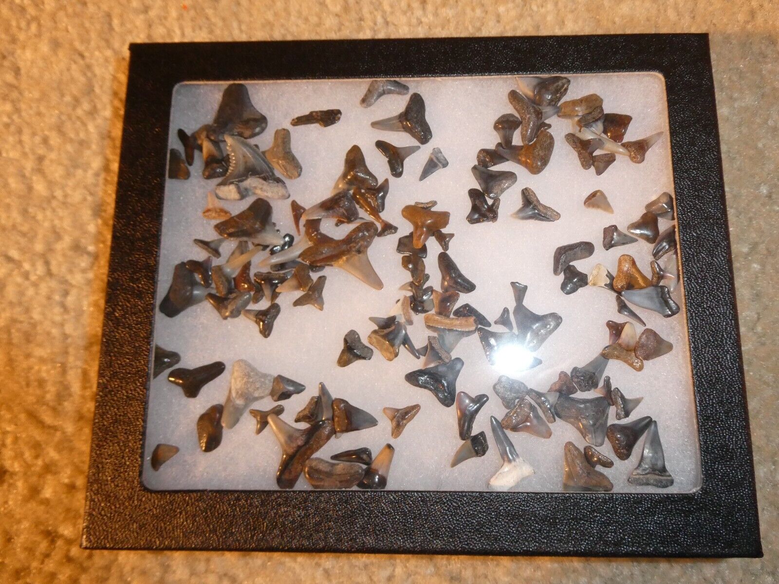 Unique Large Lot of Small Shark and Fish Teeth in 5x6 Case #2