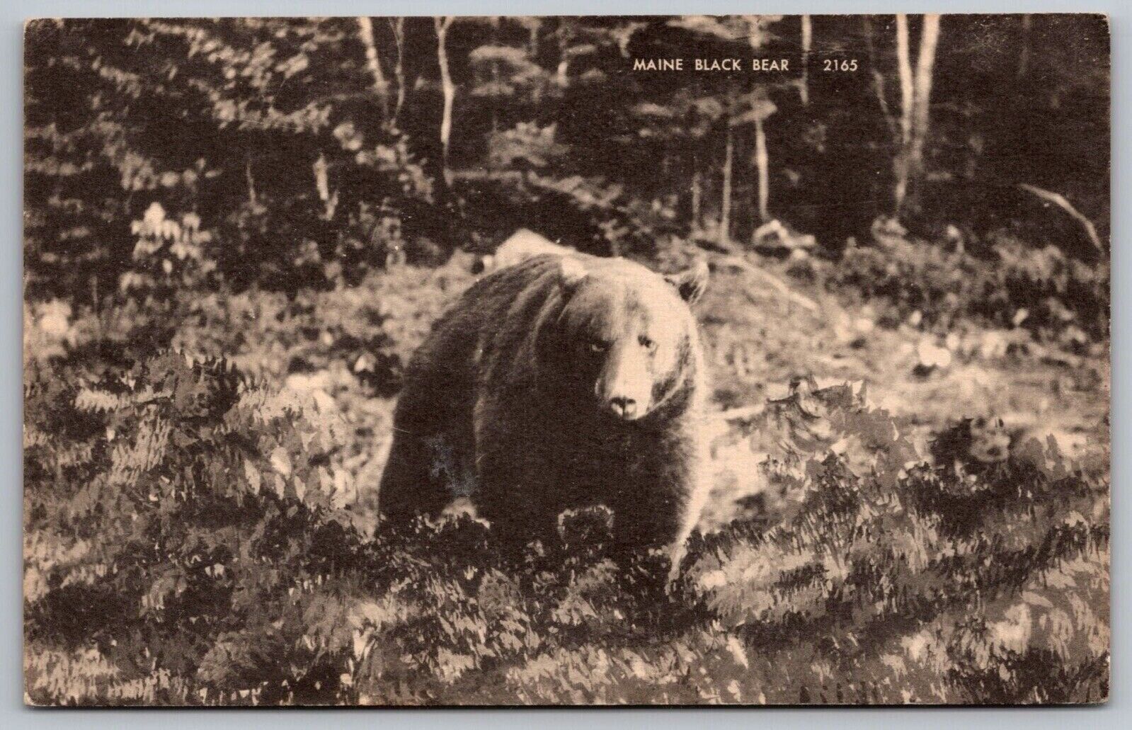 Maine Black Bear ME Postcard UNP VTG Photolux Unused Vintage Chrome