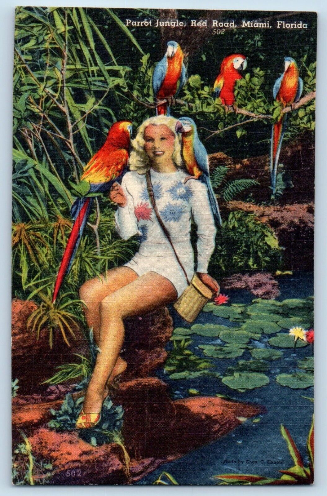 Miami Florida FL Postcard Sightseeing Tours Parrot Jungle Red Road c1940 Vintage