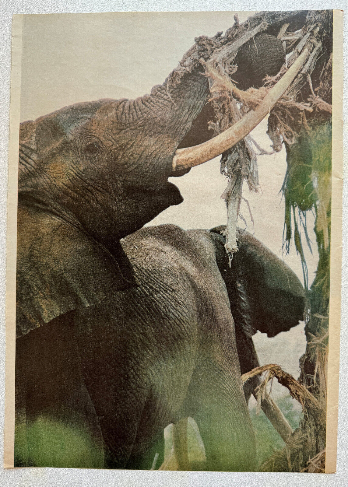 Image Photo Of Elephants Vintage Image 1967 Life Magazine Animals