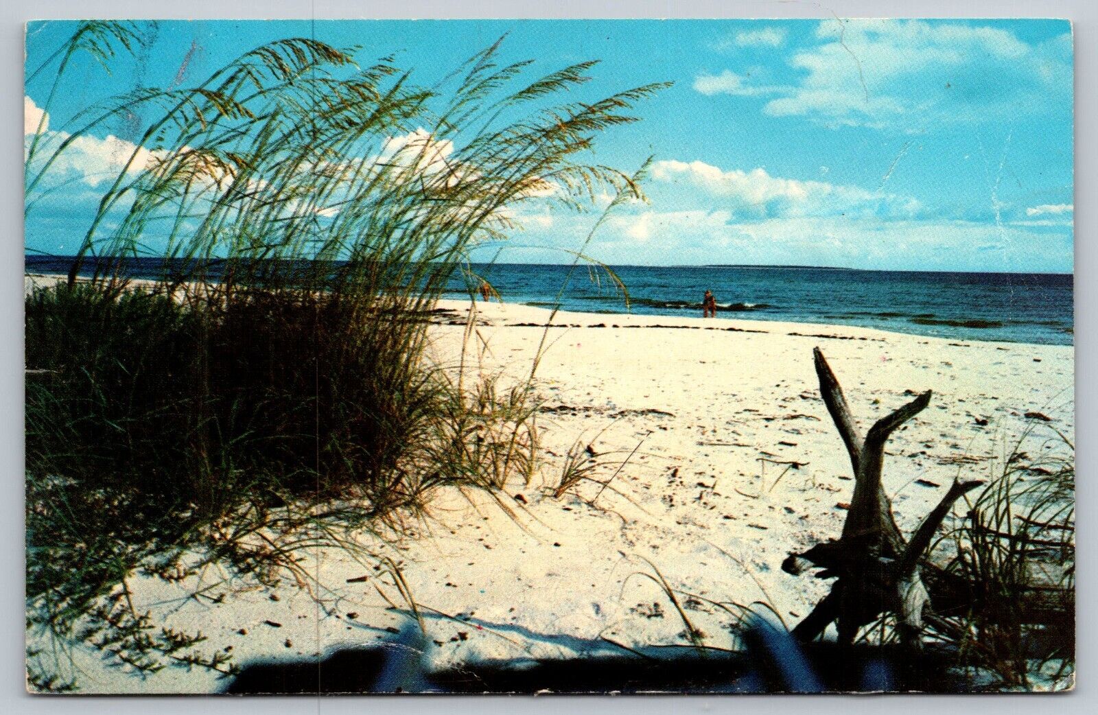 Florida FL, Beautiful White Sandy Beach, Florida Coasts, Vintage Postcard