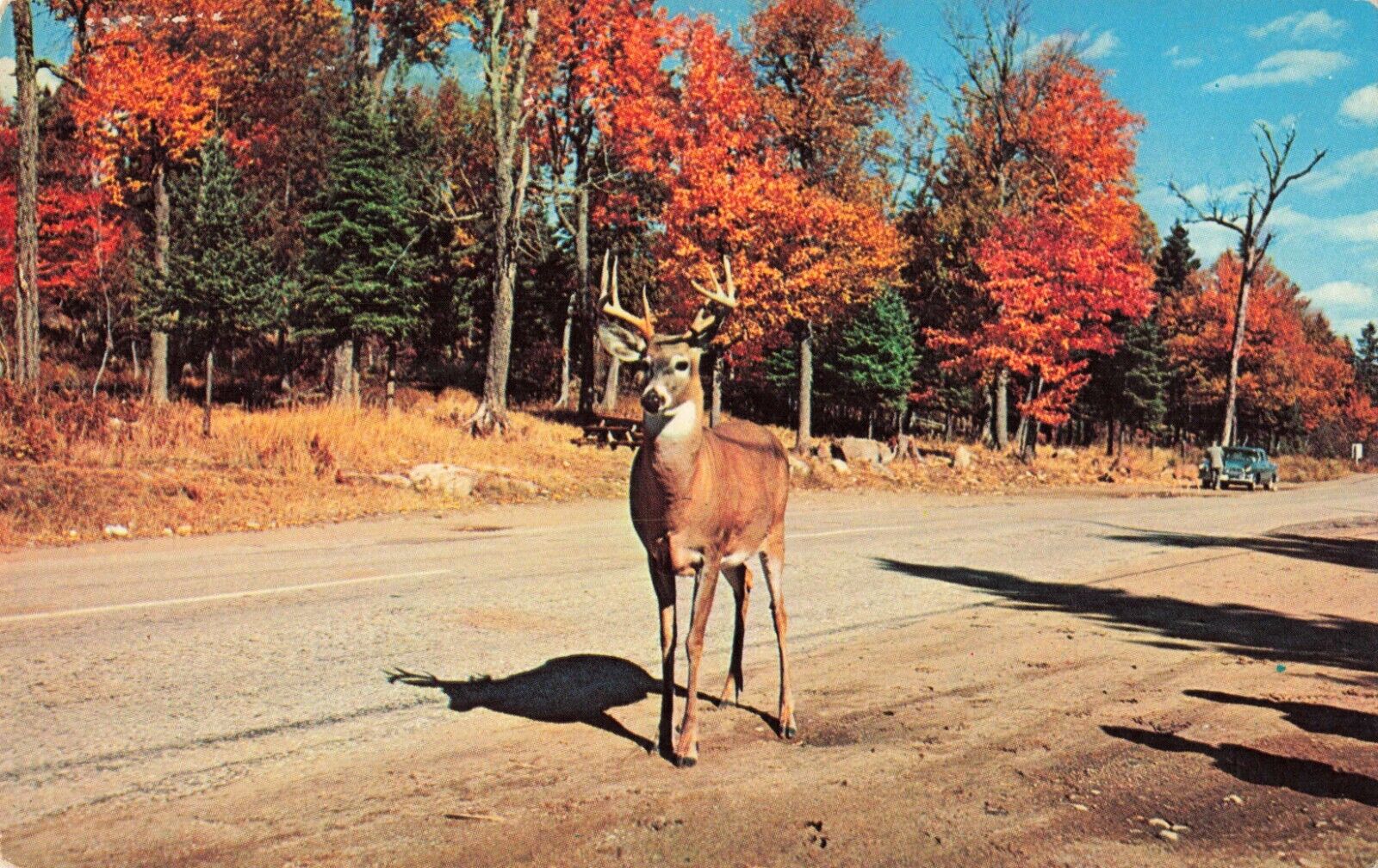 Portland OR Oregon, Buck Deer Standing by Road, Fall Foliage, Vintage Postcard