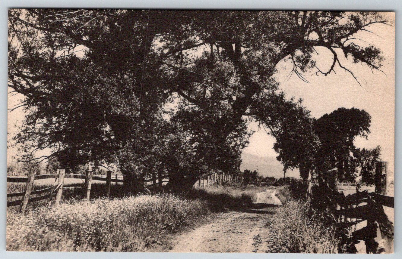 c1960s The Big Willow Fryeburg Maine Postcard Photo-Type Chrome