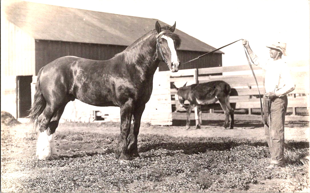 Huge horse African American trainer RPPC vintage postcard a45