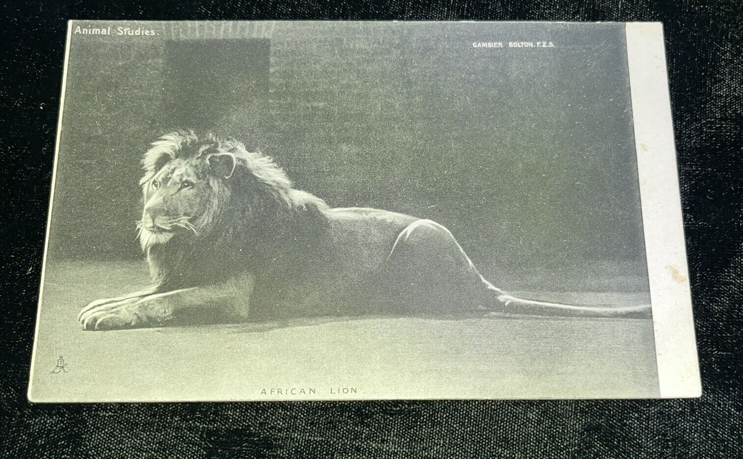Tuck’s  ANIMAL STUDIEs Series  African Lion  Rare Unused Postcard c1905