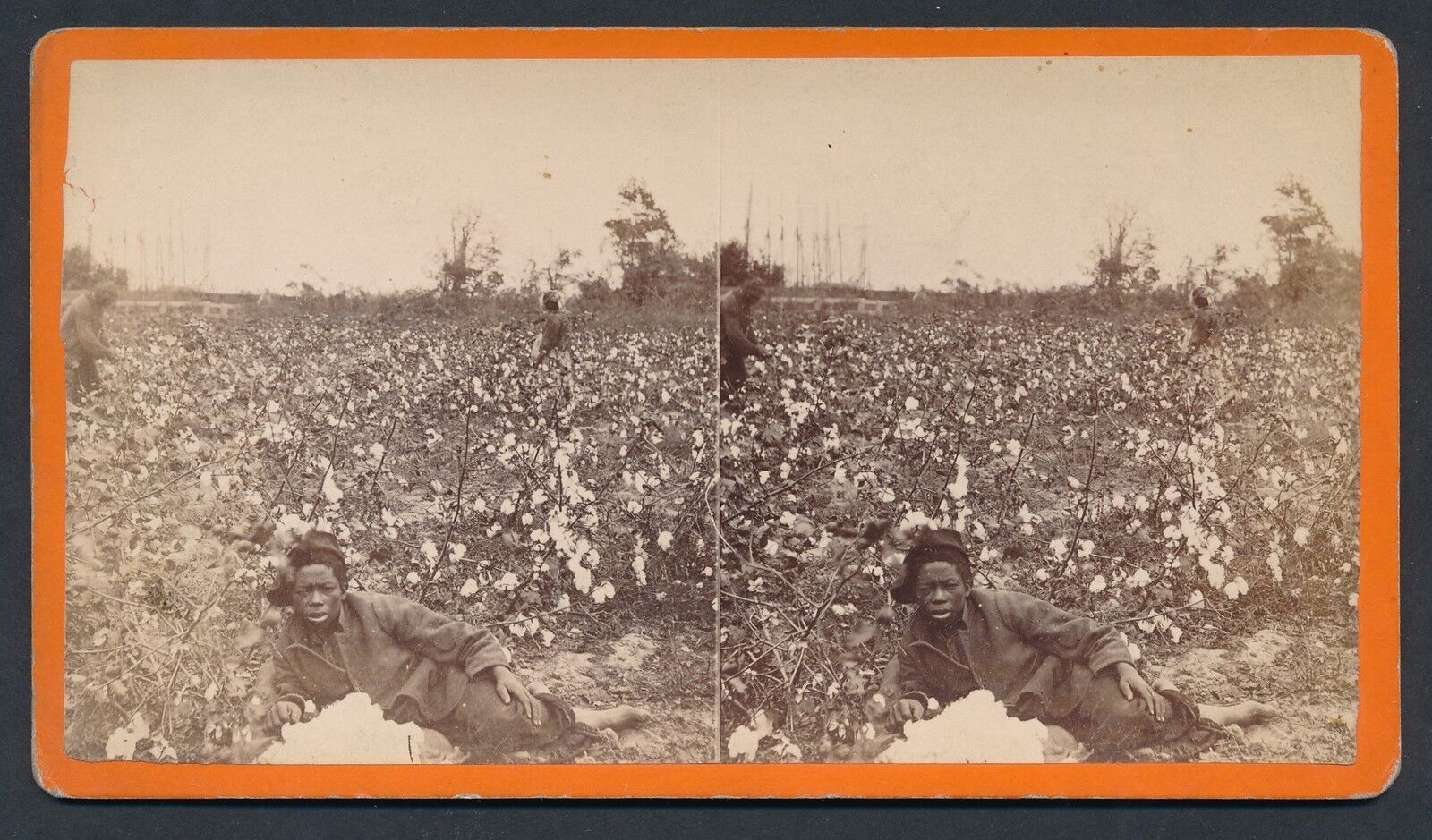 1860\'s SLAVES/FREED BLACKS PICKING COTTON Vintage Georgia Stereoview Photo
