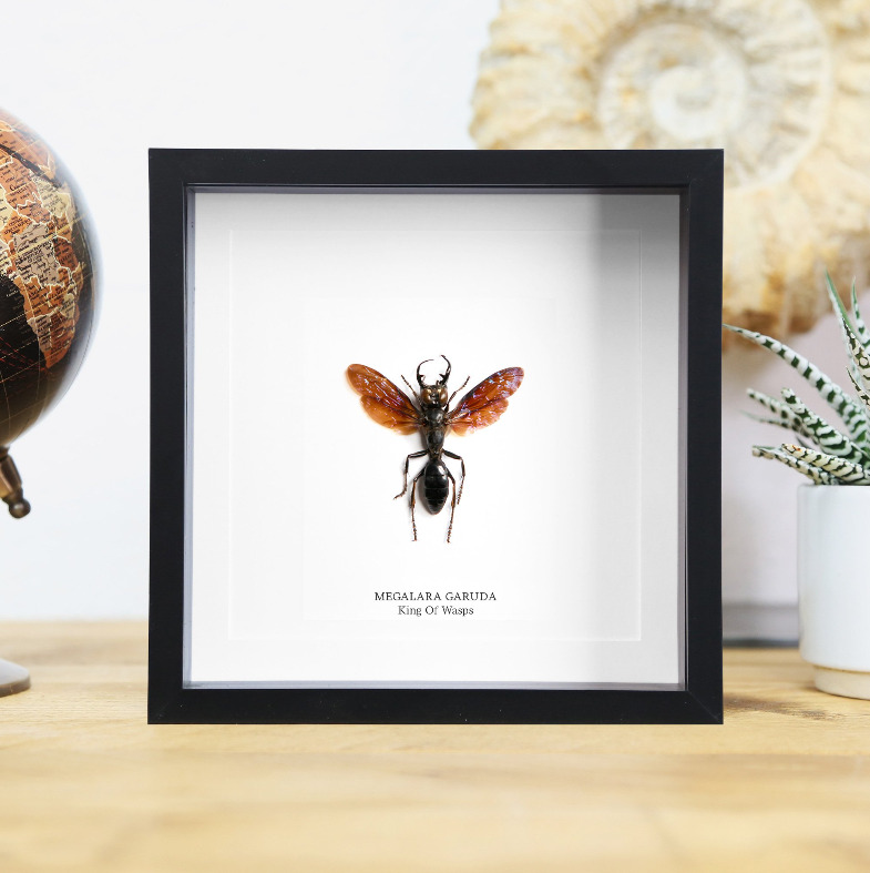 King of Wasps Insect Bug Taxidermy Box Frame Home Decor Interior Design Ornament