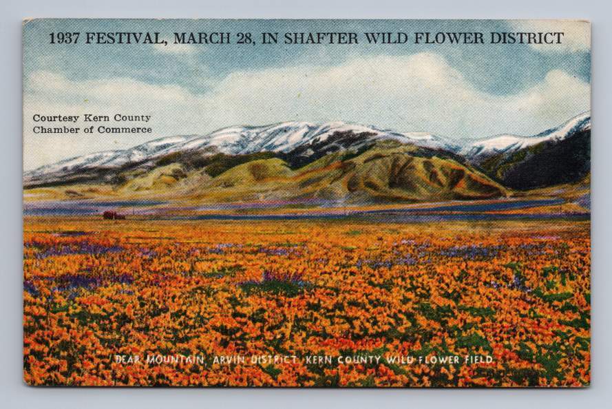 Vintage Kern County Superbloom Postcard ~ Shafter California Wildflower 1937