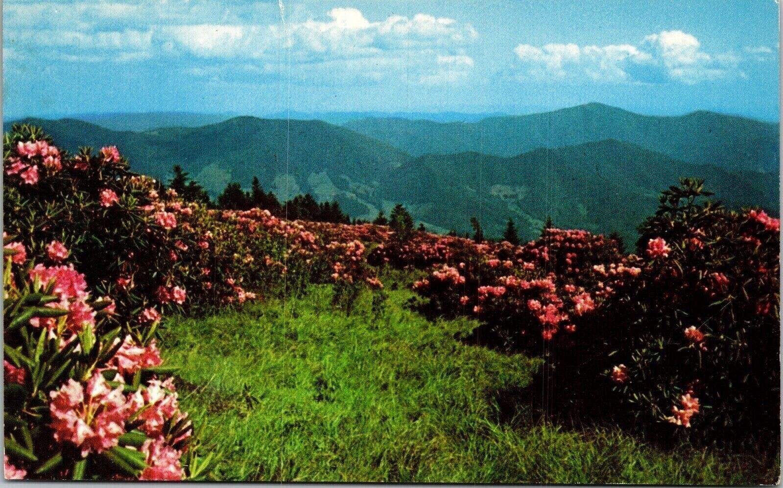 Roan Mountain Fairyland Purple Rhododendron Postcard VTG UNP Dexter Vintage