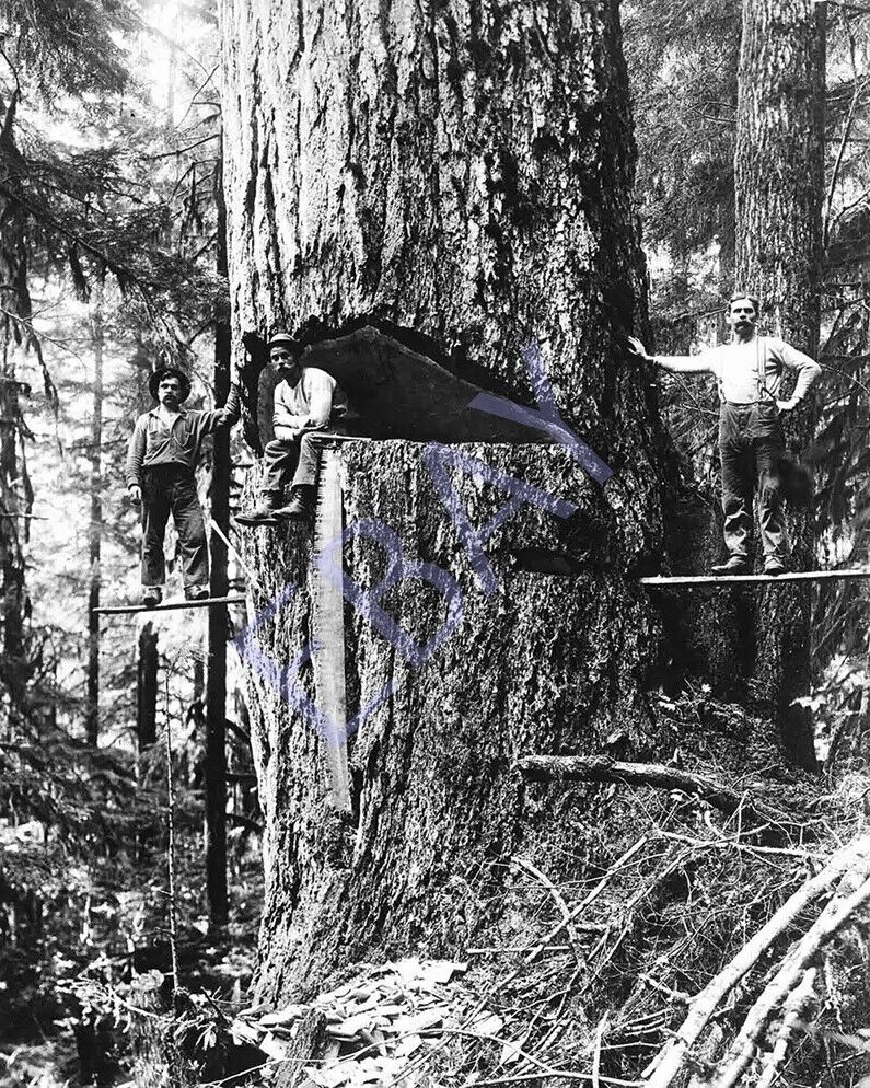 8x10 Poster Print Lumberjack Man Beside A Huge Tree In The Forest
