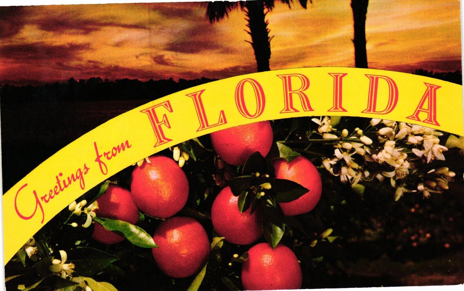 Vintage Postcard - Greetings From Florida Bright Oranges And Sunset Un-Posted