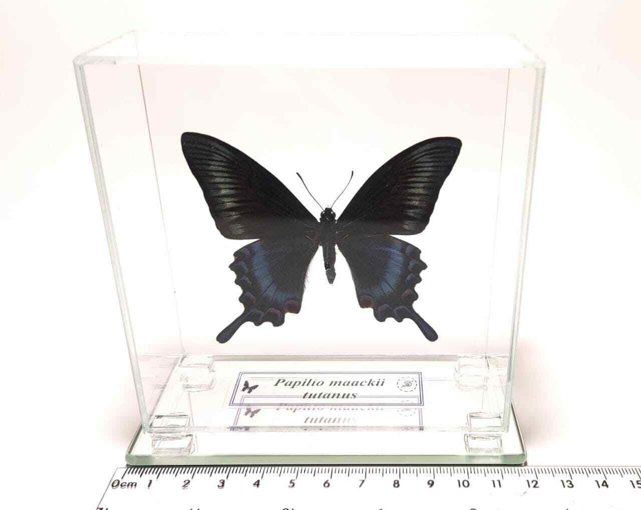 Papilionidae Papilio maackii tutanus in a glass cube, ENTOMOLOGY, taxidermy