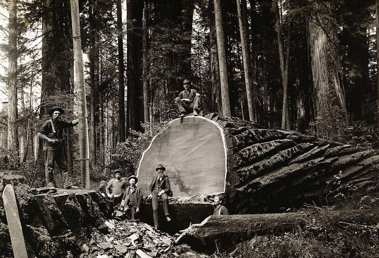  Redwood Sequoia Logging Photo Big Logs Sequoia National Park California