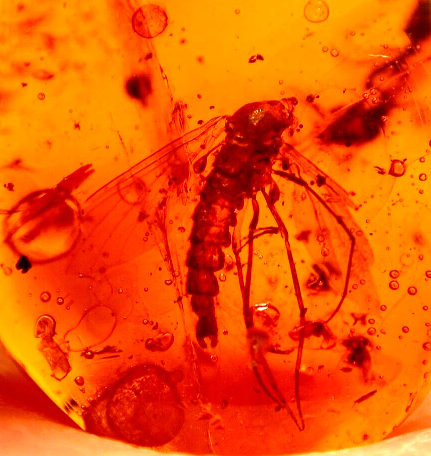 Male Wood Gnat with Beautiful Worker Ant in Dominican Amber Fossil Gemstone