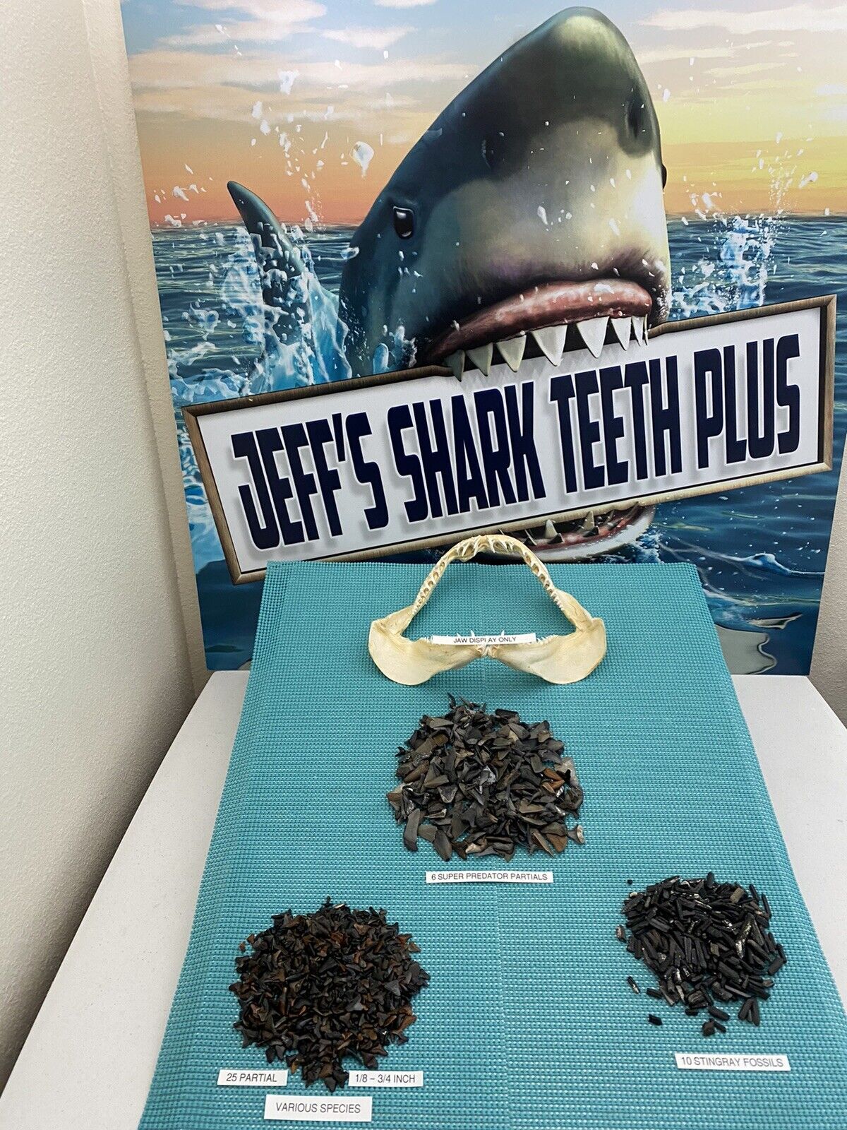 LOT OF 6 Shark Teeth Fragments ( SUPER PREDATOR ) & Bonus From Venice Fl.