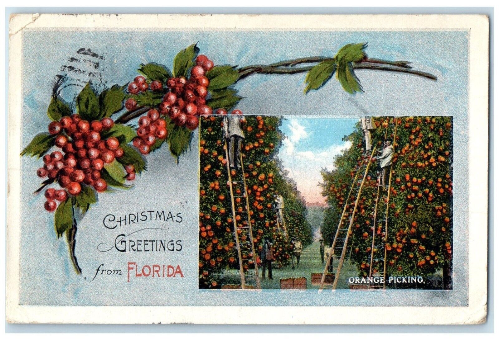 1921 Christmas Greetings From Florida Orange Picking Clearwater Florida Postcard