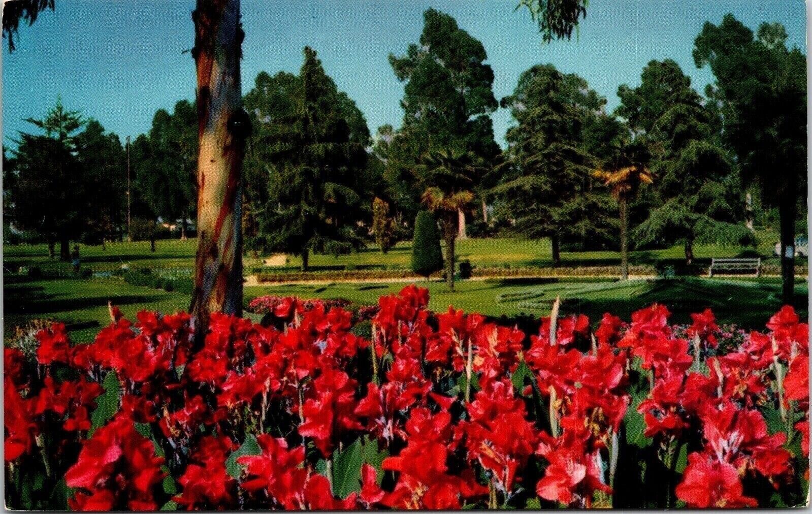 Long Beach California CA Red Cannas Sunken Gardens Park Postcard VTG UNP Mirro