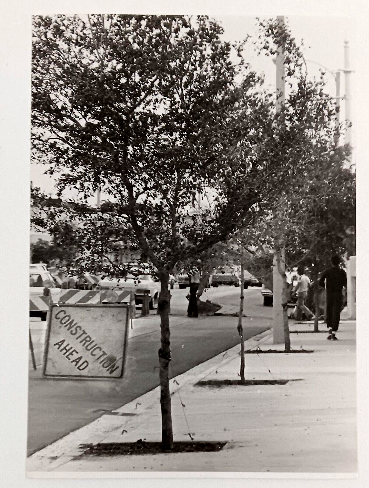 1981 Miami Florida Little River NE 2nd Ave Tree Planting Sidewalk FL Press Photo