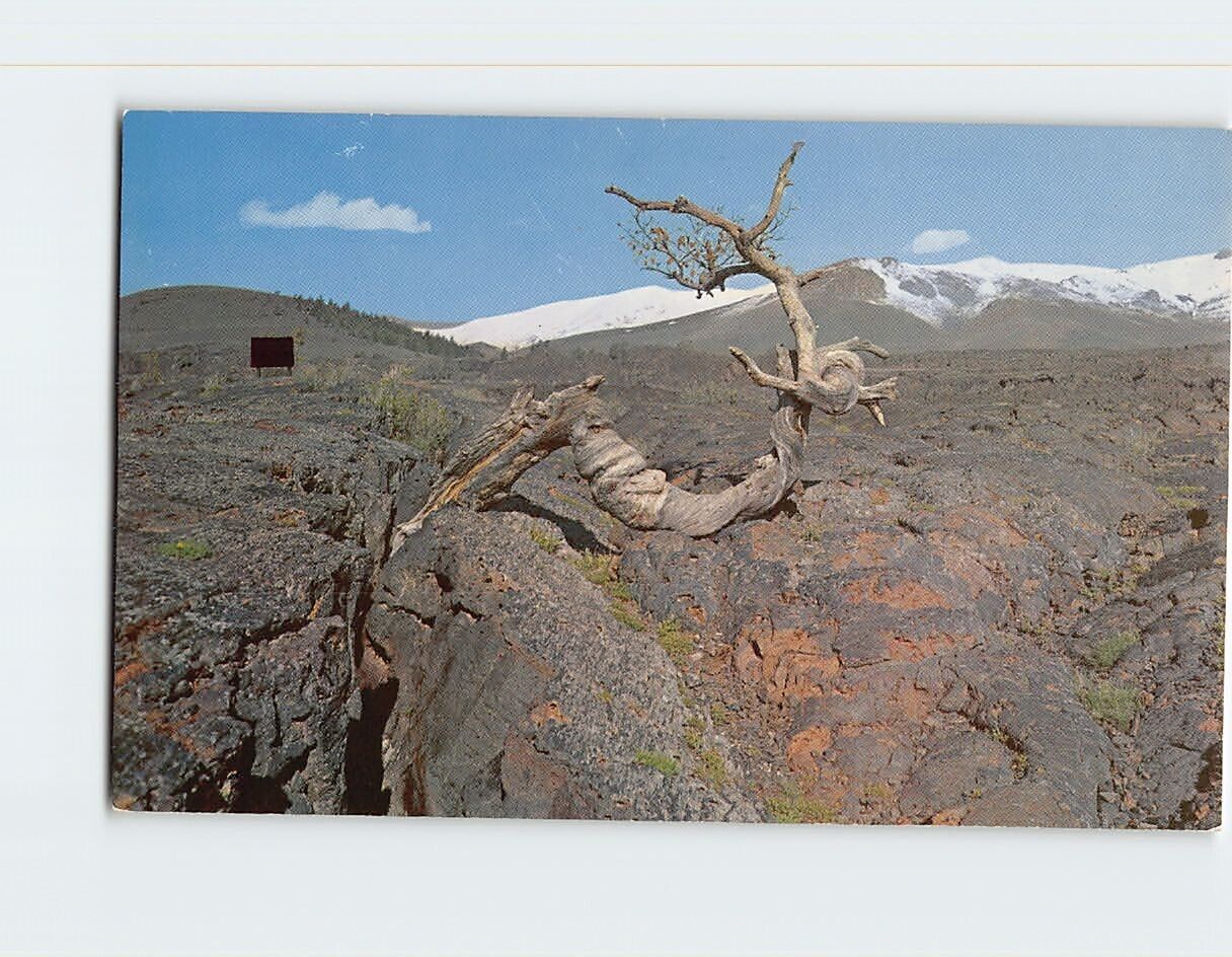 Postcard Triple Twist Tree Craters of the Moon National Monument Idaho USA