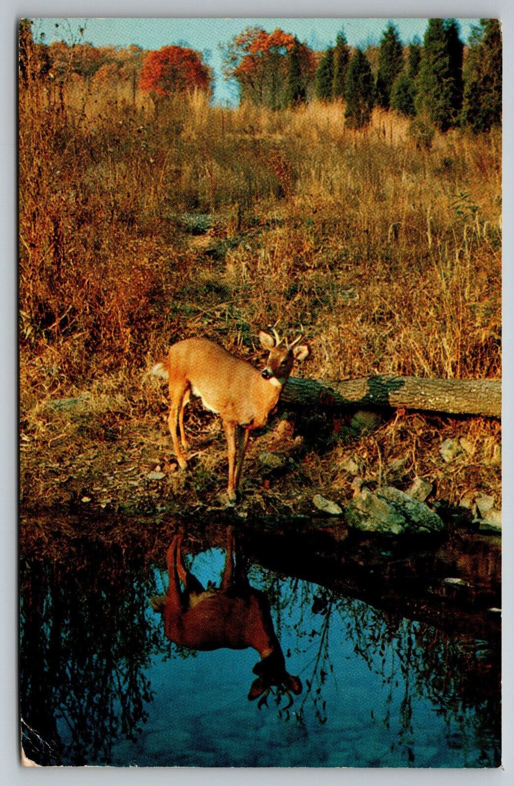 Autumn Reflections Deer reflection in water Postcard Posted 1972