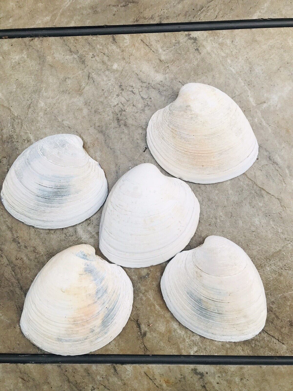Lot of 5 Natural Hard Clam Shells, .4” Approx.  Long Seashells Atlantic Ocean
