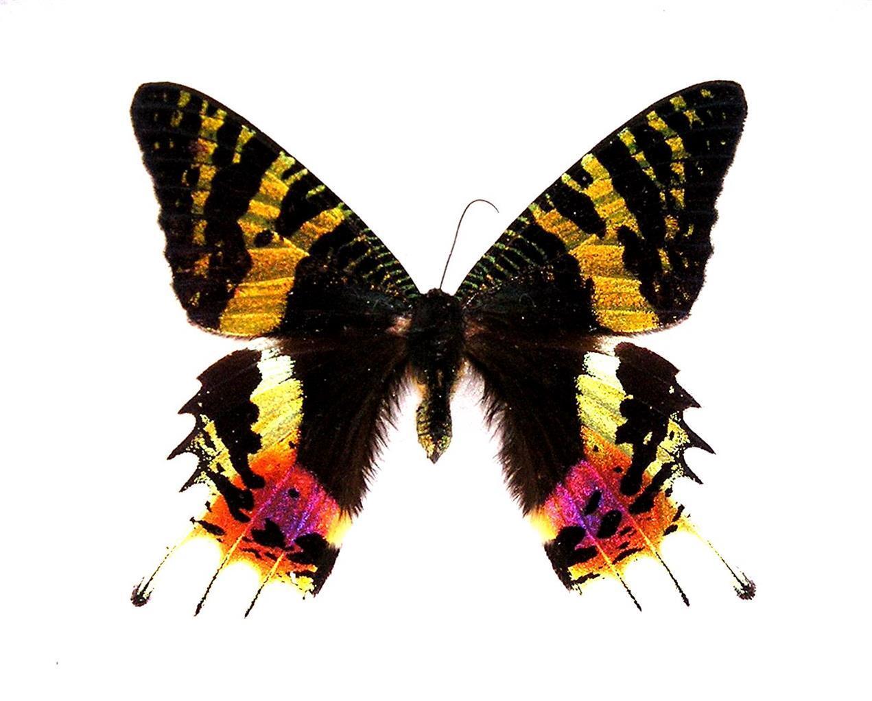 BUTTERFLY/MOTH/MOUNTED Iridescent Madagascar Day Moth URANIA RIPHEUS