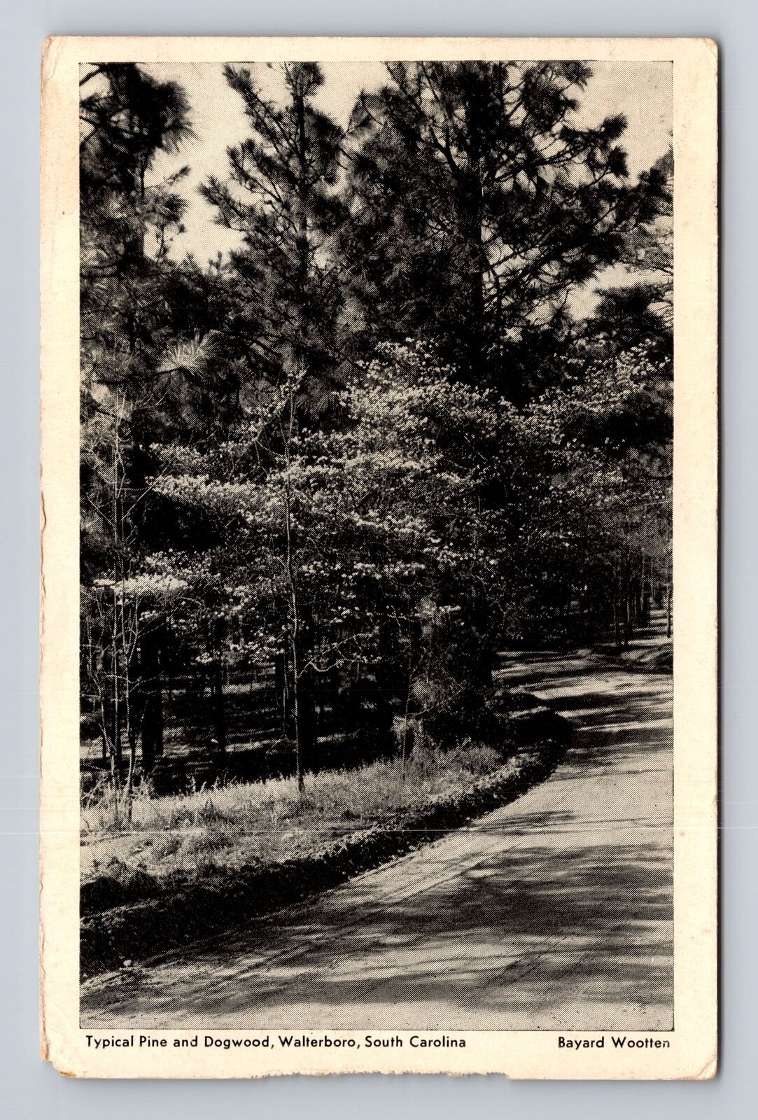 Waterboro SC-South Carolina, Typical Pine And Dogwood, Vintage c1940's Postcard