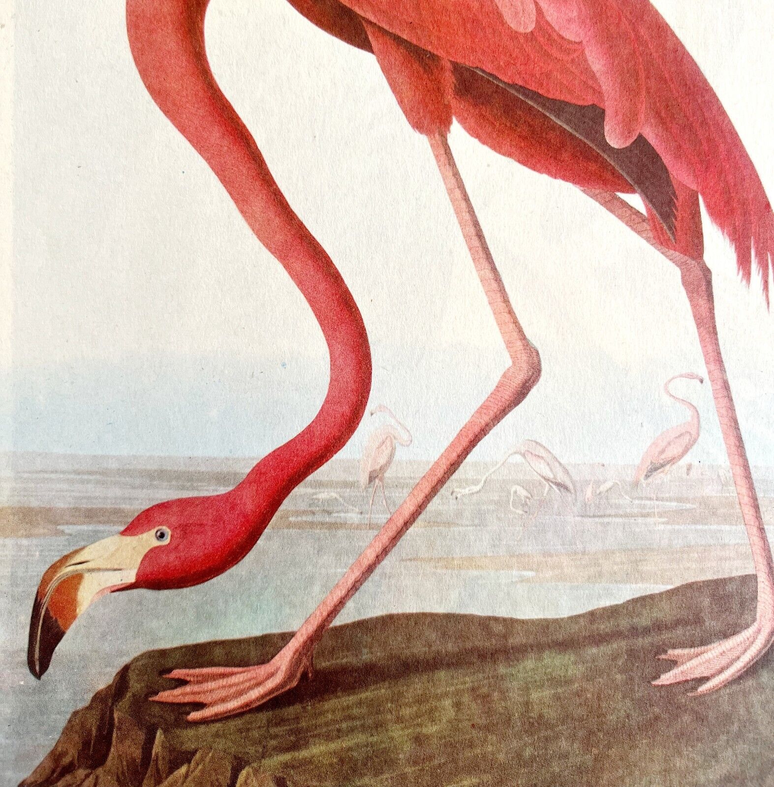 Pink Flamingo Bird 1946 Color Art Print John James Audubon Nature DWV2G
