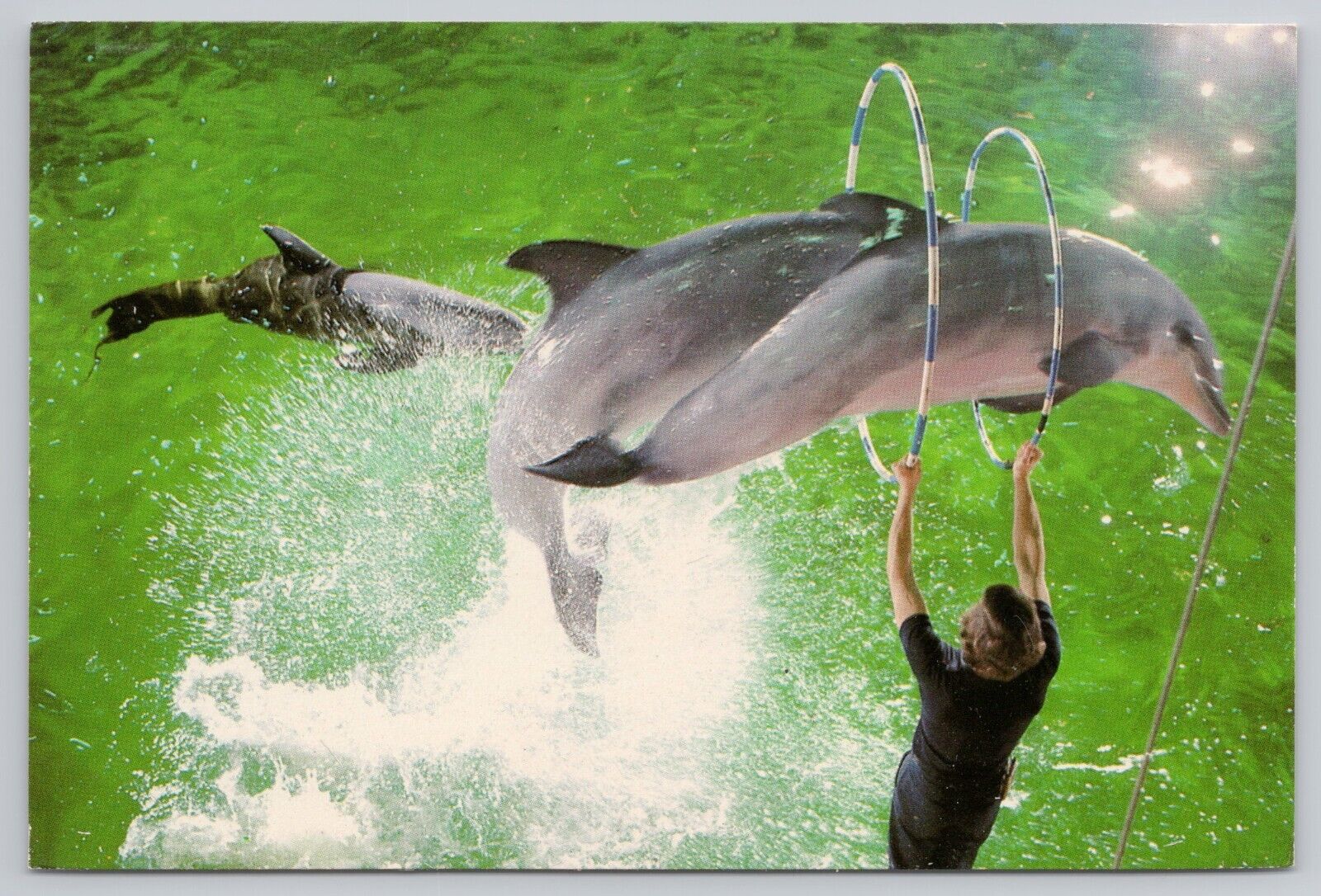 Mystic Connecticut, Dolphins Jumping Hoops Marinelife Aquarium, Vintage Postcard