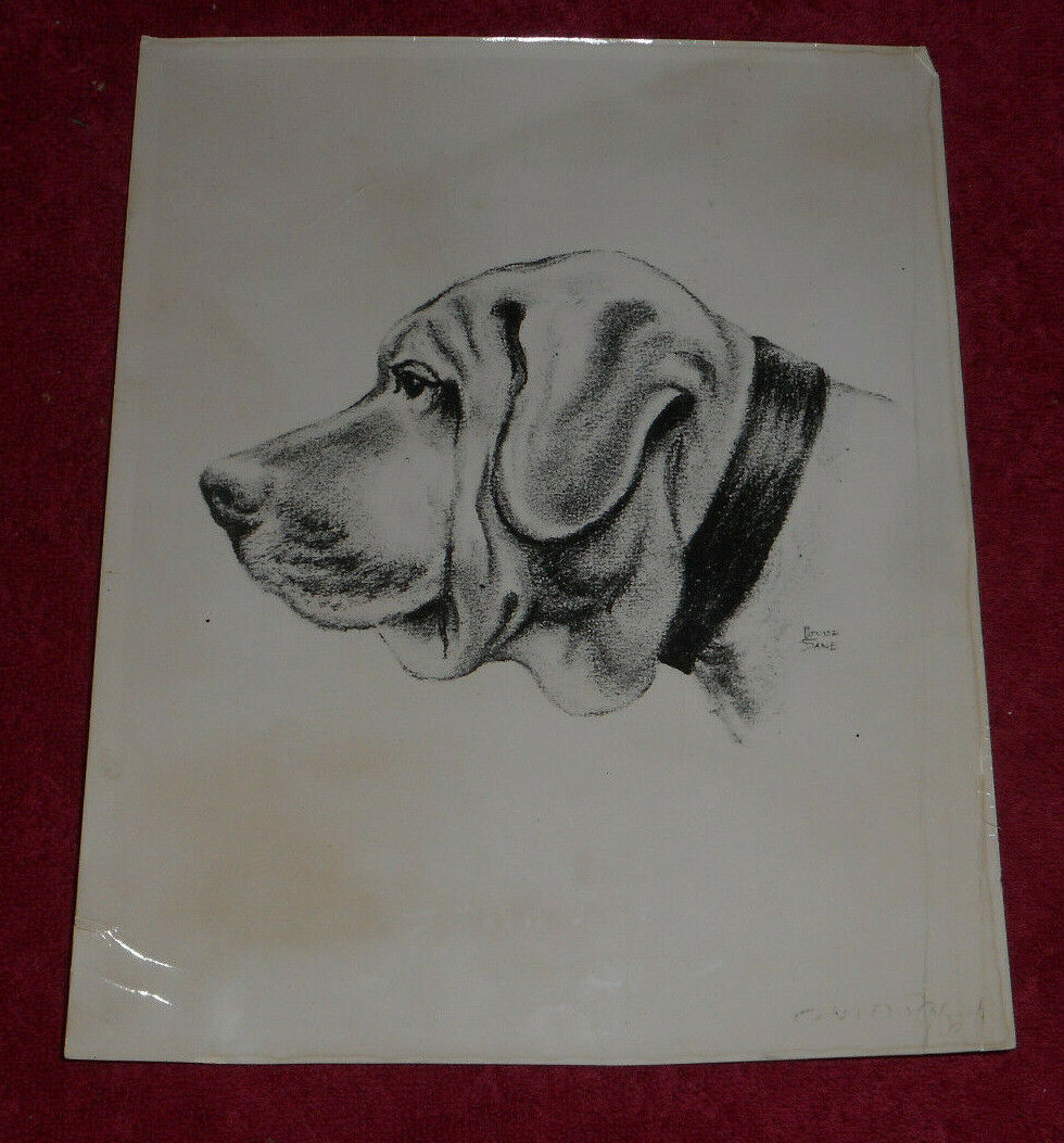 1935 Press Photo Mastiff Dog Charcoal Sketch Drawing by Louise Dane