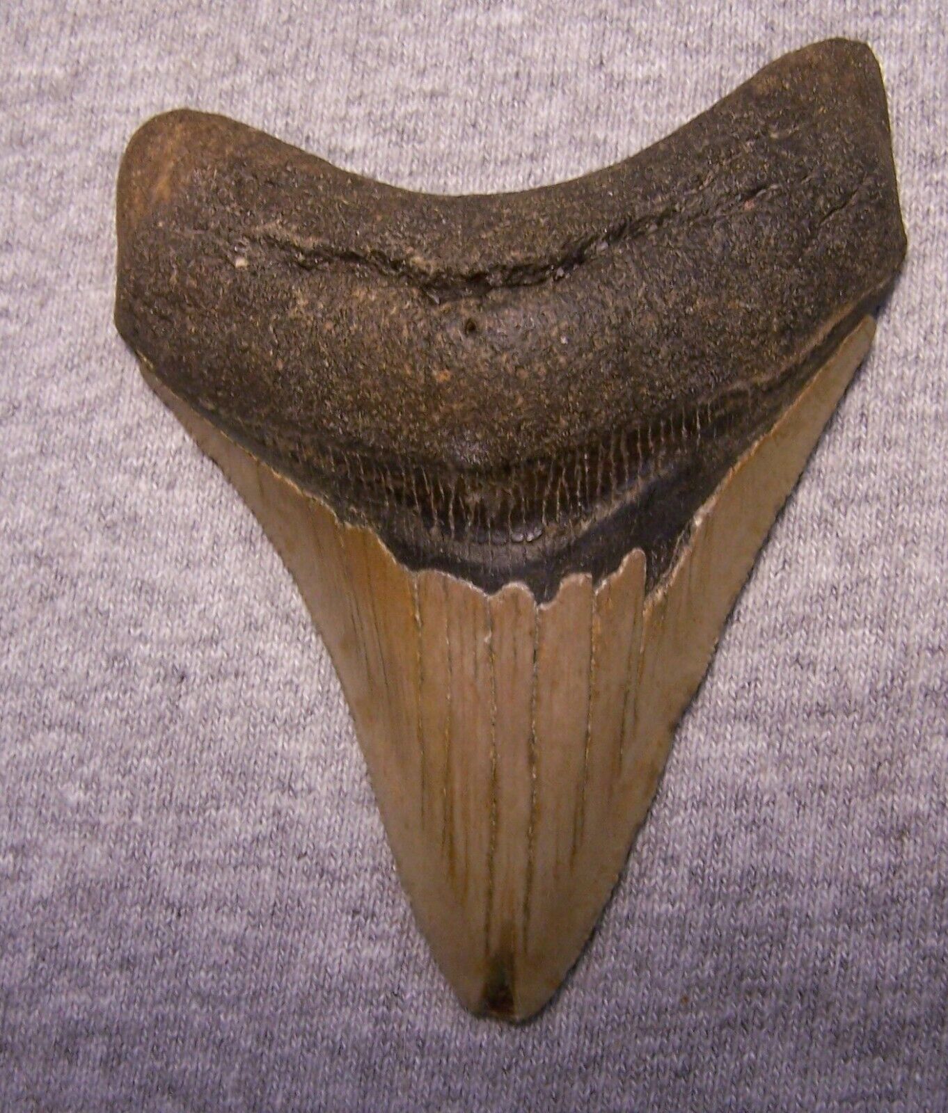 MEGALODON Shark Tooth 3 5/8\