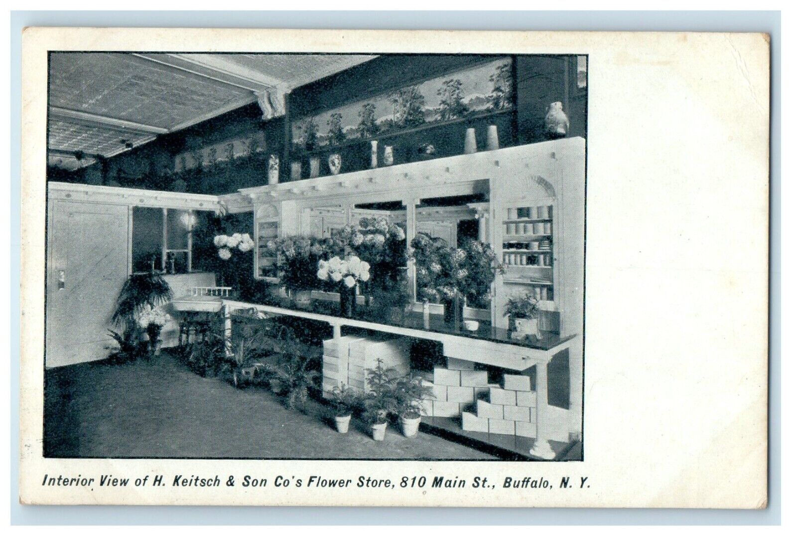 c1905 Interior View H. Keitsch & Son Co's Flower Store Buffalo NY Postcard