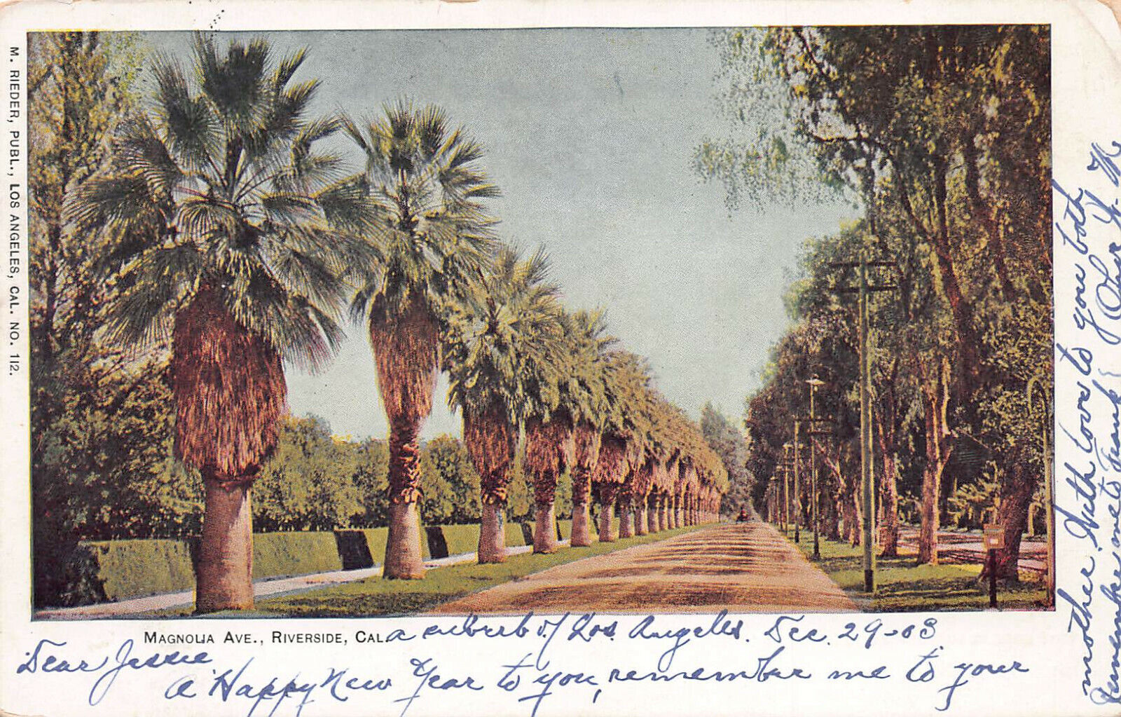 Palm Trees on Magnolia Avenue, Riverside, California, Early Postcard, Used